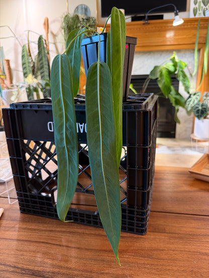 Anthurium Pallidiflorium #50 (Select)