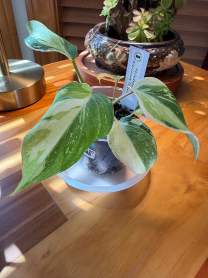 #2 Gloriosum Tricolor Philodendron