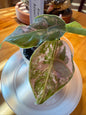 Alocasia Azlanii Aurea #10