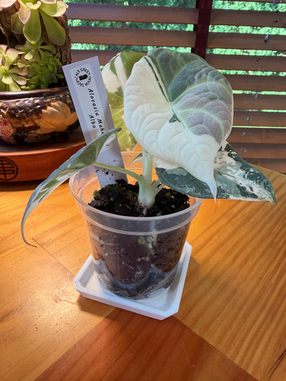 Alocasia Maharani Albo #1