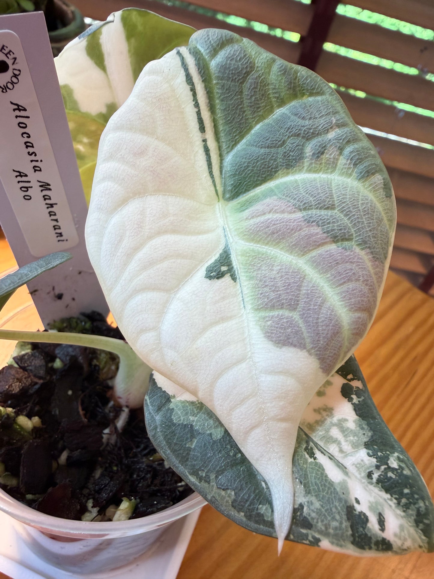 Alocasia Maharani Albo #1