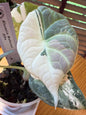 Alocasia Maharani Albo #1