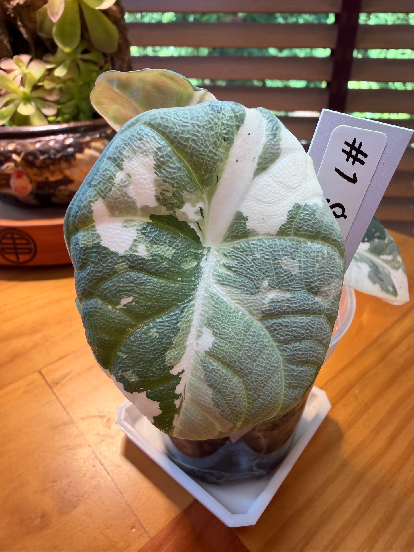 Alocasia Maharani Albo #1