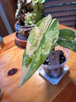 Alocasia Simpo Albo #1