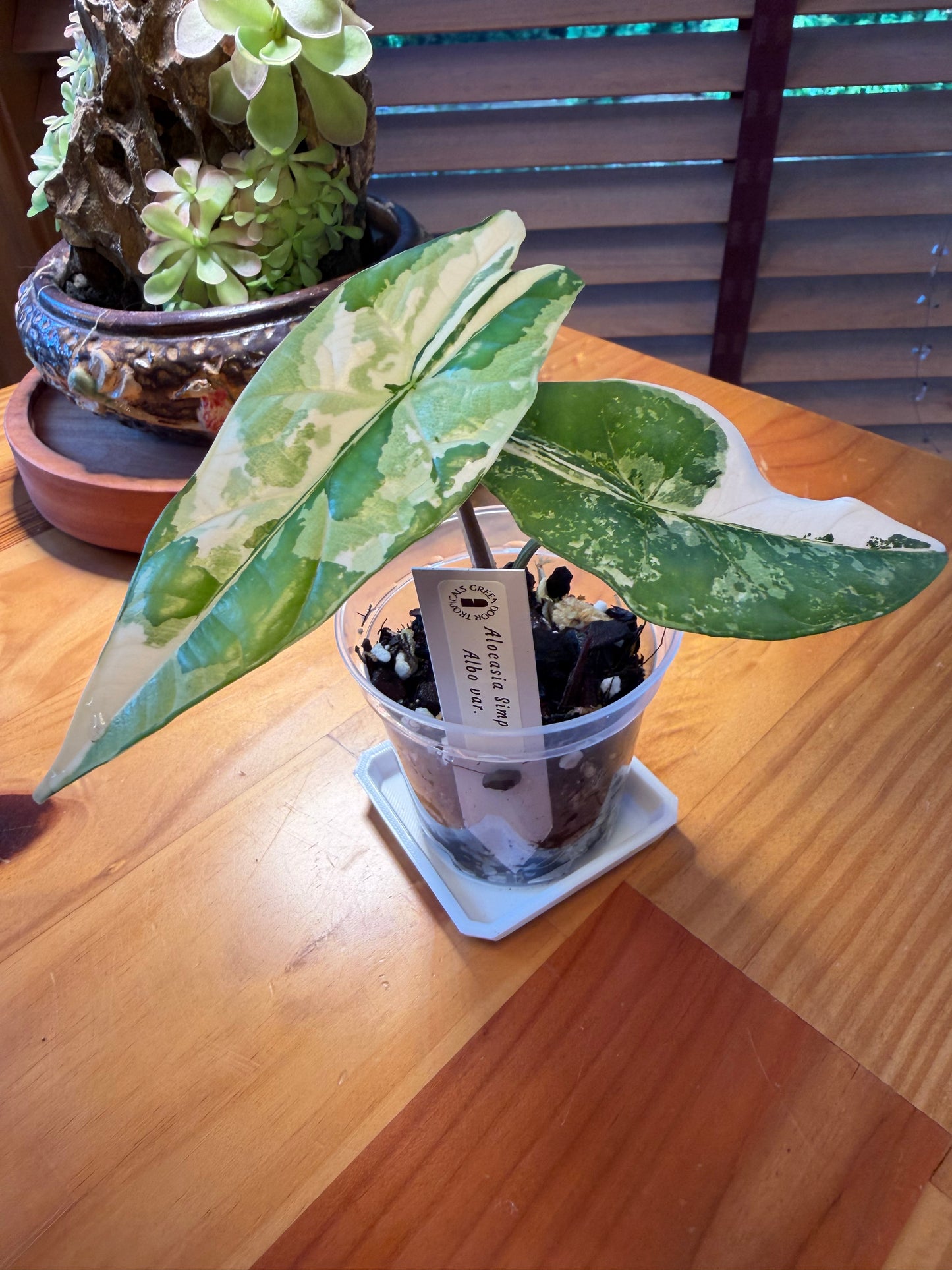 Alocasia Simpo Albo #1
