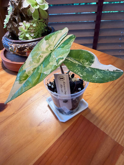 Alocasia Simpo Albo #1