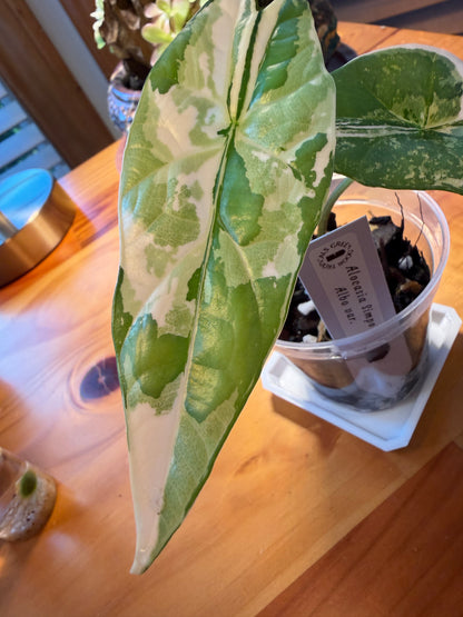 Alocasia Simpo Albo #1