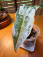 Alocasia Sarian Albo #1