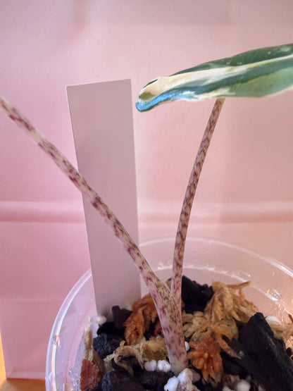 Alocasia Sarian Albo #1
