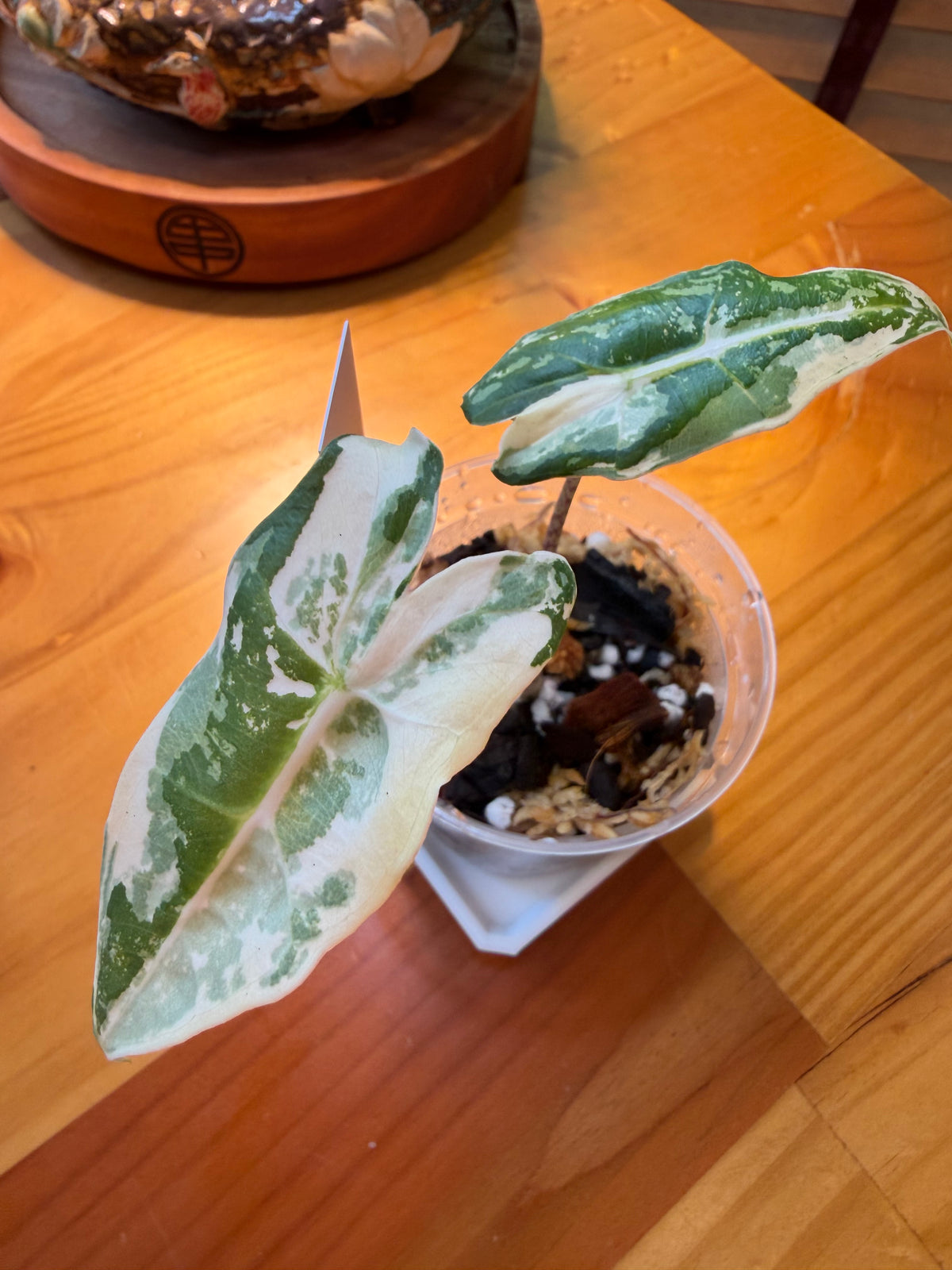 Alocasia Sarian Albo #1