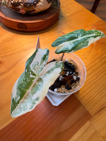 Alocasia Sarian Albo #1