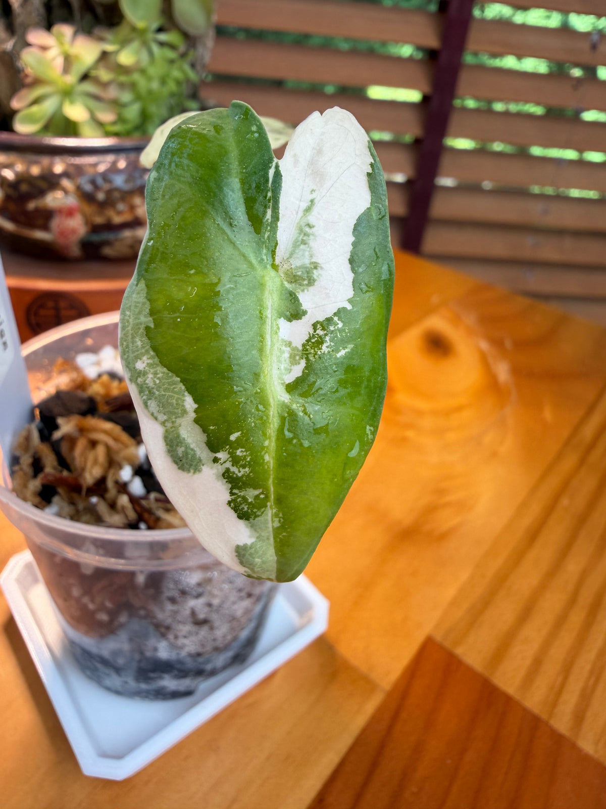 Alocasia Sarian Albo #2