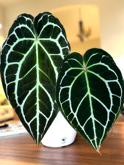 SuSpecT Crystallinum 2.5" (grower's choice)