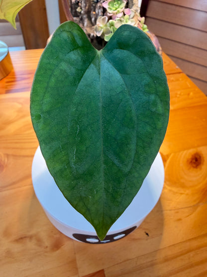 (Carlablackiae X RL) x Dressleri seedling 2.5" pot *(Grower's Choice)