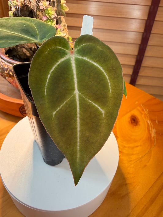 (Michelle x Zara) x Aff. Besseae Elvis 2.5" Pot (Grower's Choice)