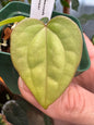 (A. Jade x A. Besseae aff) x A. Luxurians 2.5 inch pot