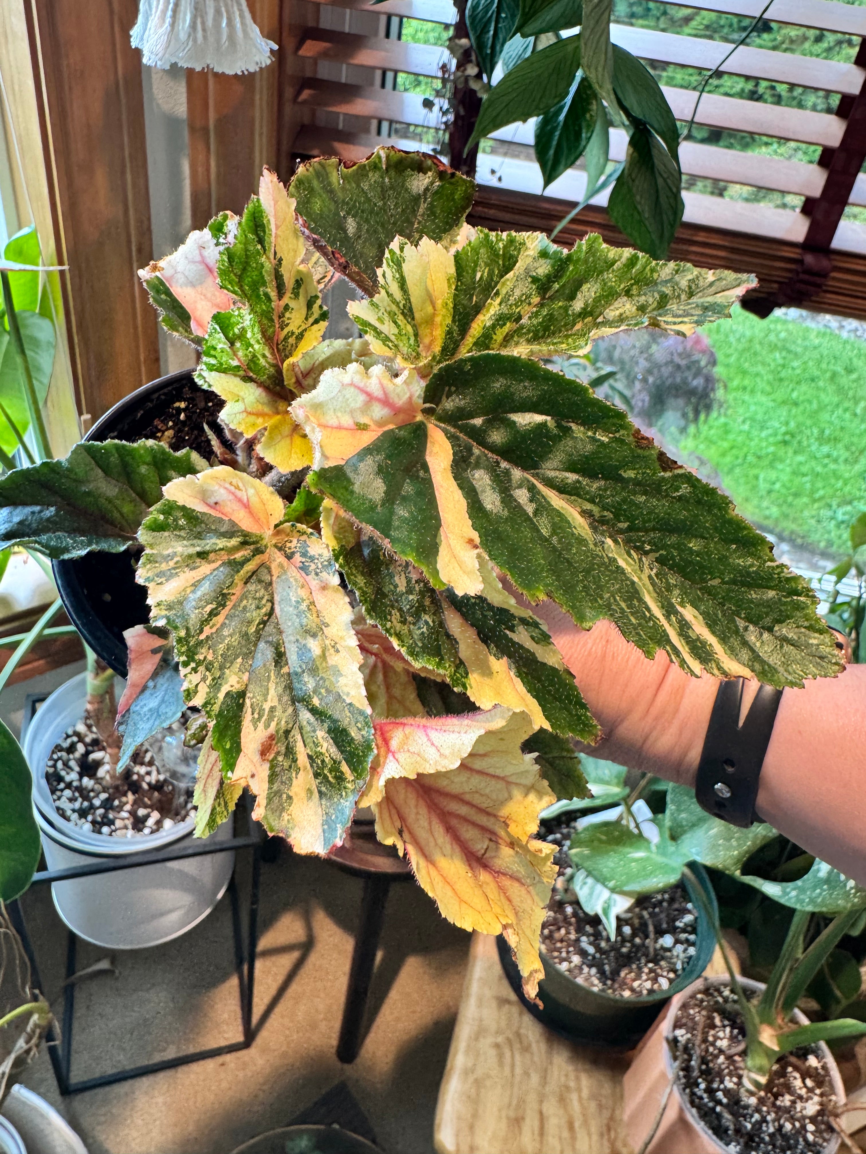 Begonia ginny galaxy /ベゴニア ジニー ギャラクシー④ Begonia 'Ginny Galaxy' 4