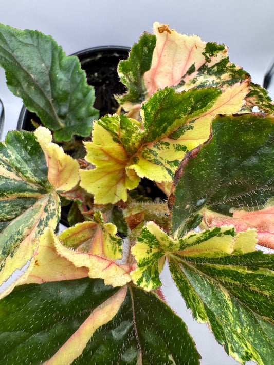 Begonia 'Ginny Galaxy' 4"