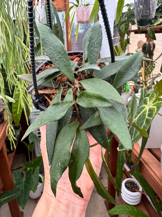 4" Hoya Mirabellis in hanging basket