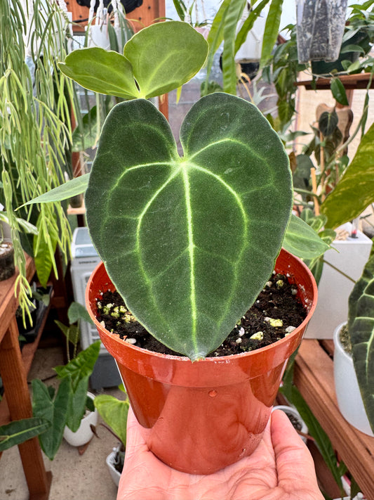 4" Anthurium Clarinervium