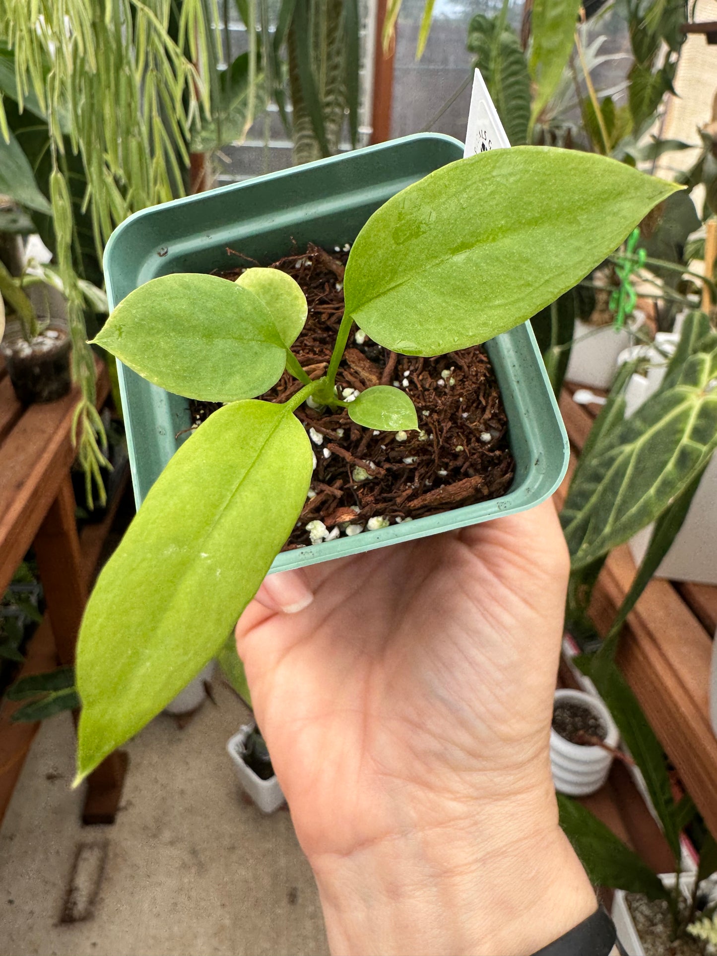 2.5" Anthurium Vittarifolium Seedling