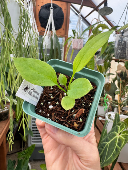 2.5" Anthurium Vittarifolium Seedling