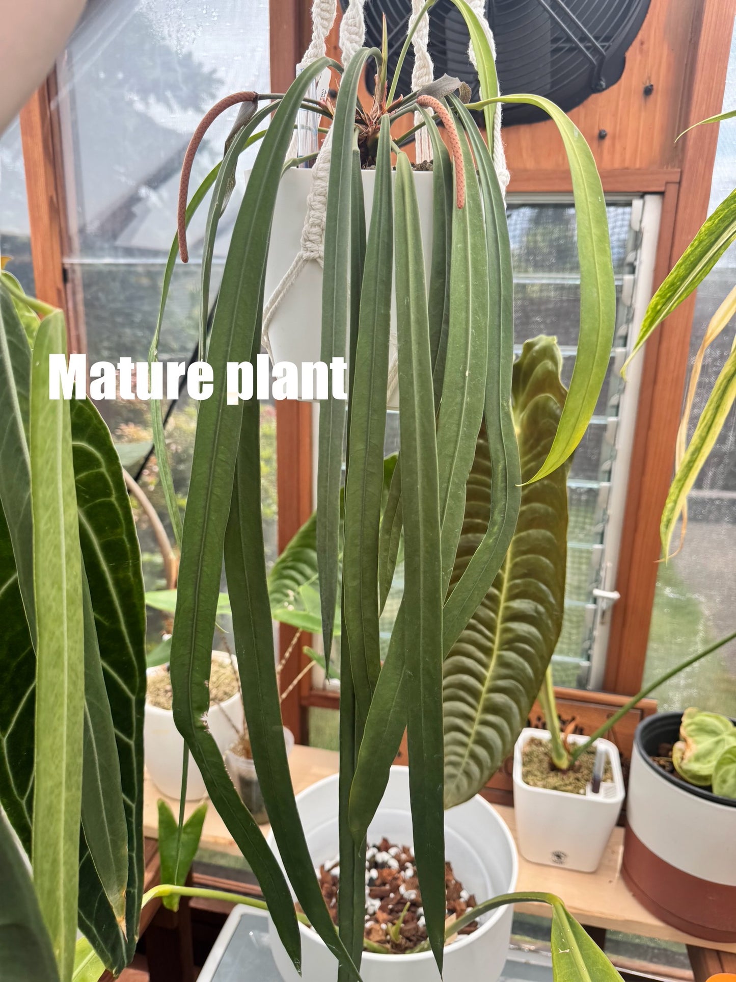 2.5" Anthurium Vittarifolium Seedling