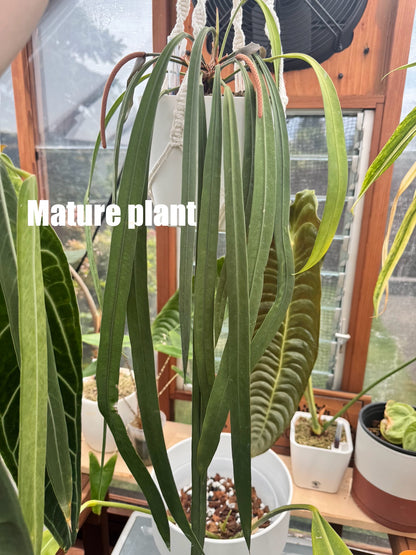 2.5" Anthurium Vittarifolium Seedling