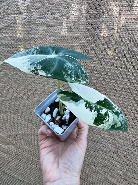 Alocasia Frydek 'Albo'