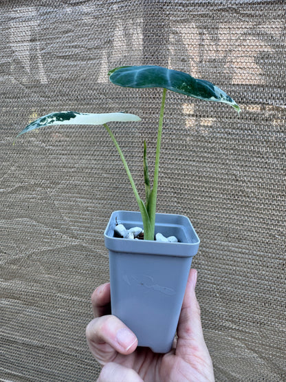 Alocasia Frydek 'Albo'