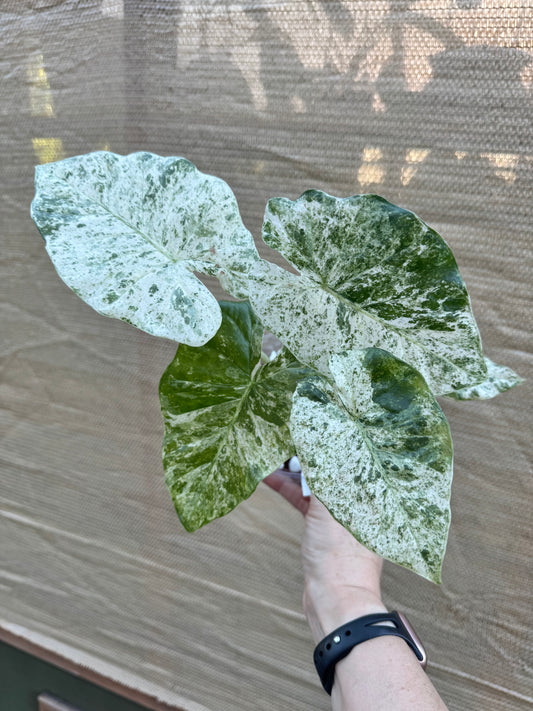 Alocasia Odora 'Batik' 4" pot