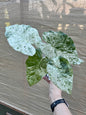 Alocasia Odora 'Batik' 4" pot