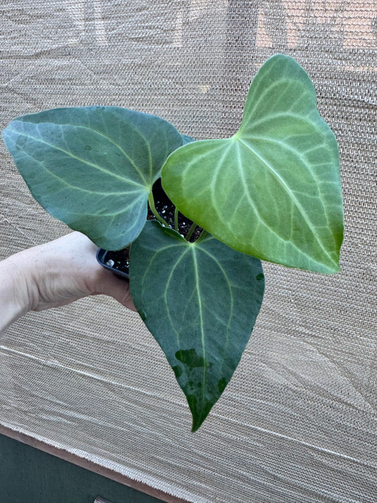 Anthurium 'Delta Force'