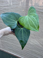 Anthurium 'Delta Force'