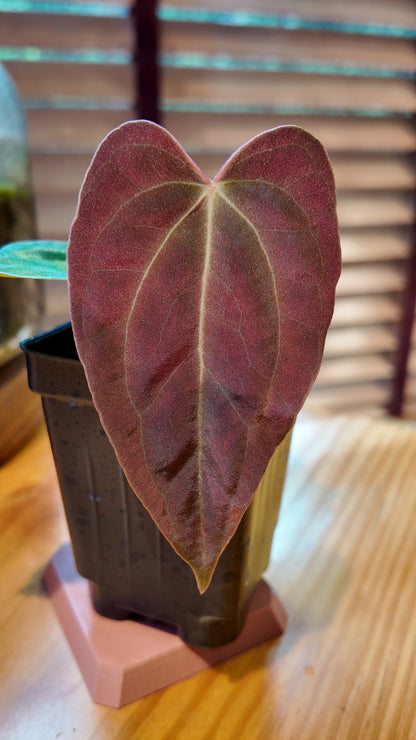 Besseae X RLFS F2 Seedling