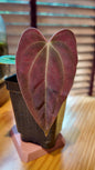 Besseae X RLFS F2 Seedling