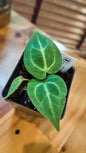 Crystallinum x Magnificum S1 seedling 2.5" pots (Grower's choice)