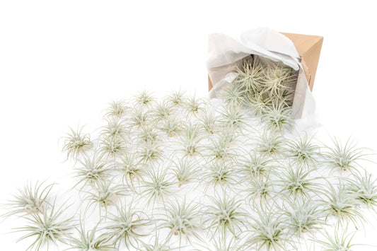 Small Tillandsia Tectorum Ecuador Air Plant