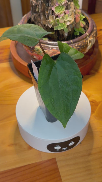 (Carlablackiae X RL) x Dressleri seedling 2.5" pot *(Grower's Choice)
